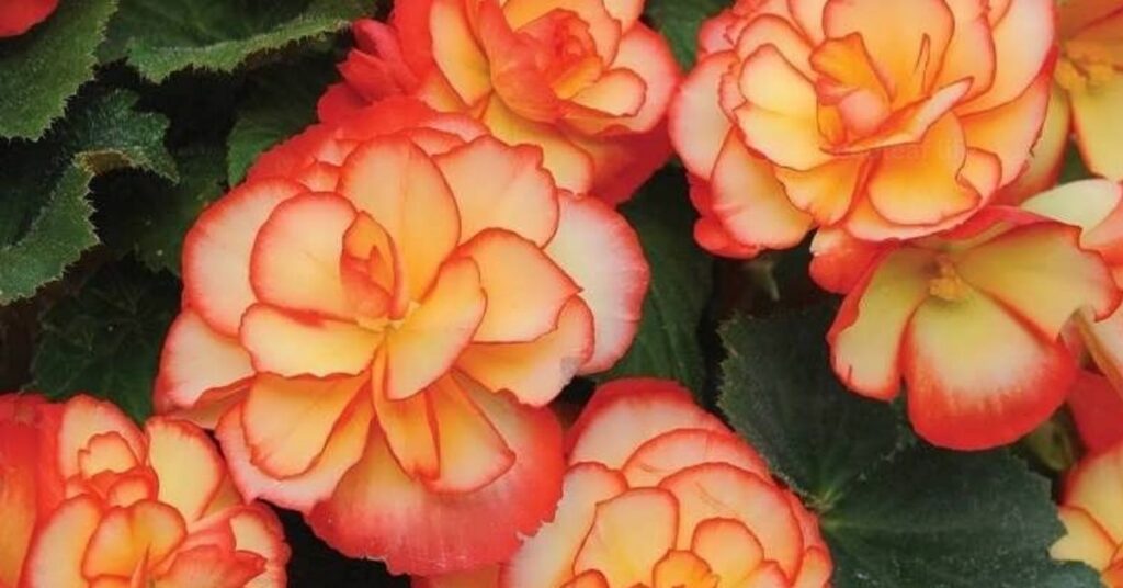 Summer Flowers for Partial Shade