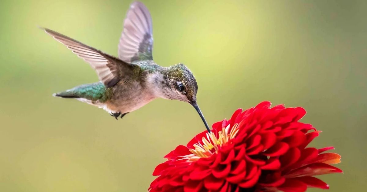 Top Fast-Growing Flowers for Hummingbirds That Bloom Quickly