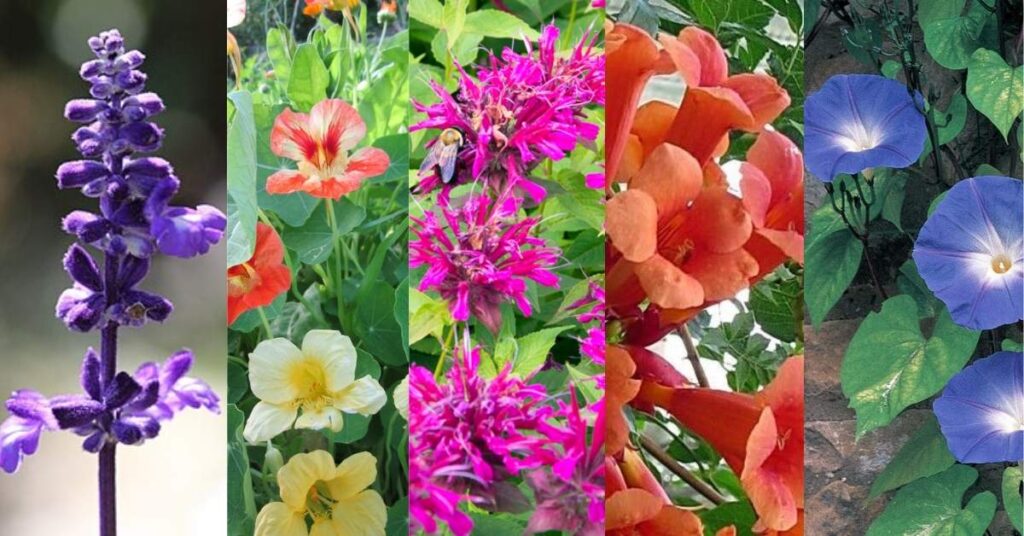 fast-growing flowers for hummingbirds 