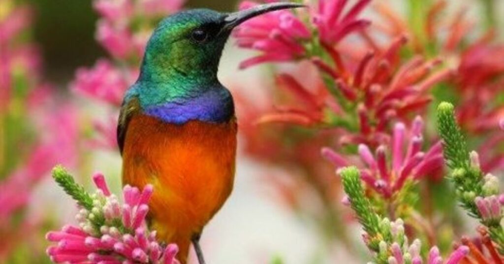 Fast-Blooming Hummingbird Garden