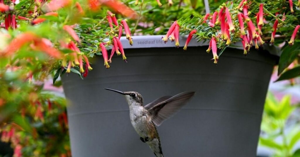Container Gardening for Hummingbirds