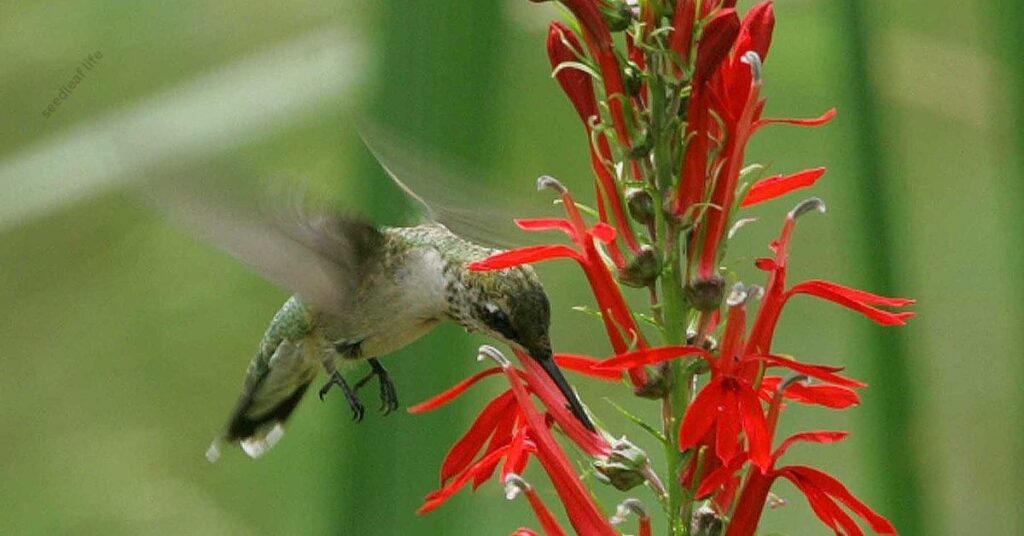  best fast-growing flowers for hummingbirds