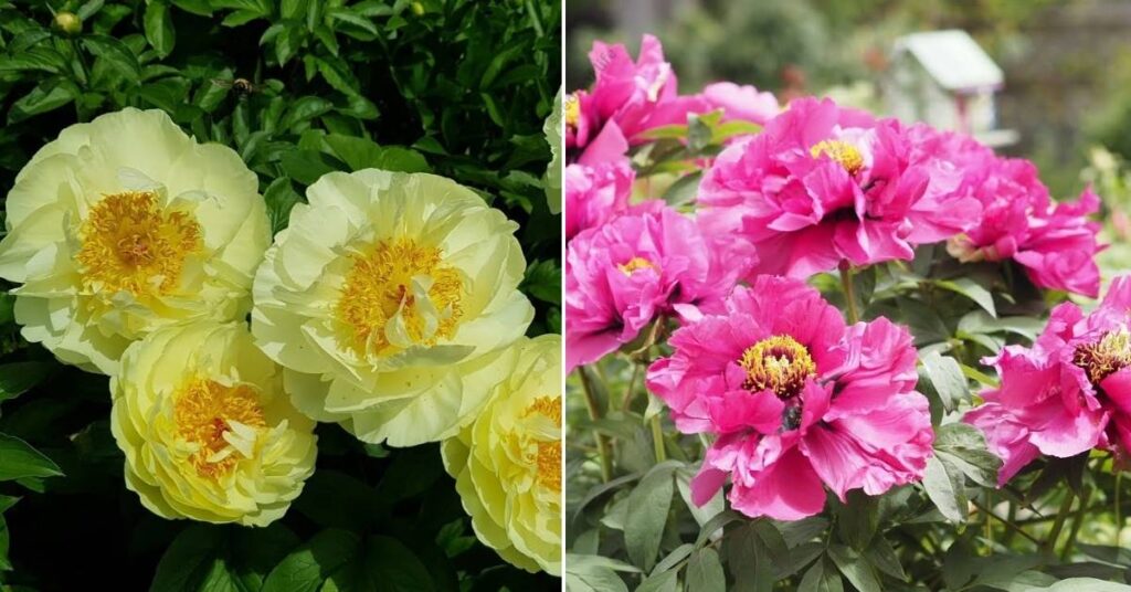 Types of Peonies and Their Bloom Times