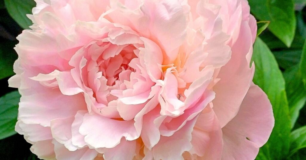 when peonies are in season