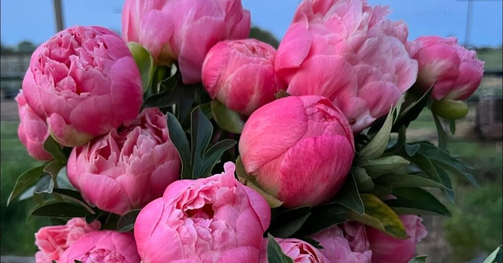 When Are Peonies in Season for Cut Flowers?