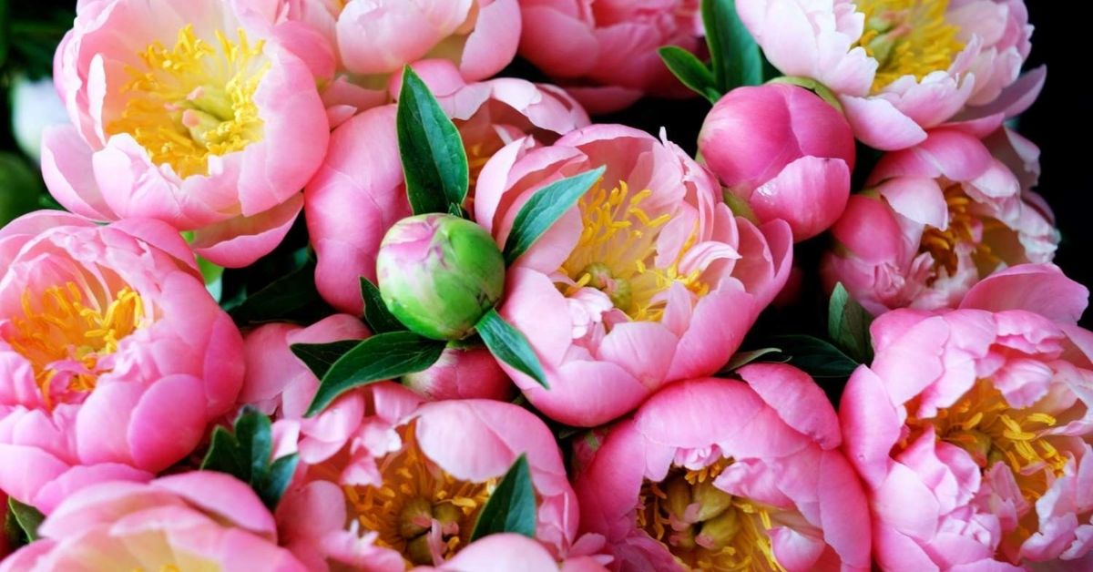 When Are Peonies in Season? Complete Blooming Guide