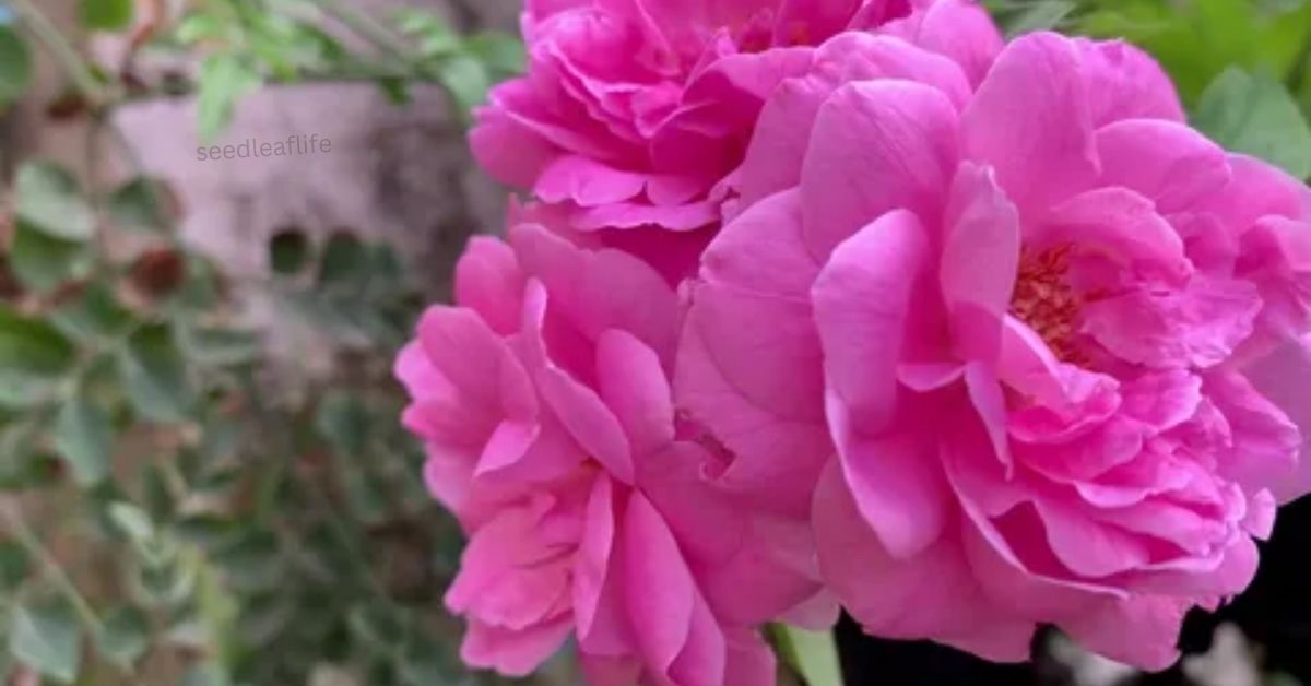 Damask Rose Plant: Where Beauty Meets Healing