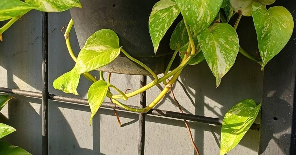 Tips for Styling Your Trellis Beauties