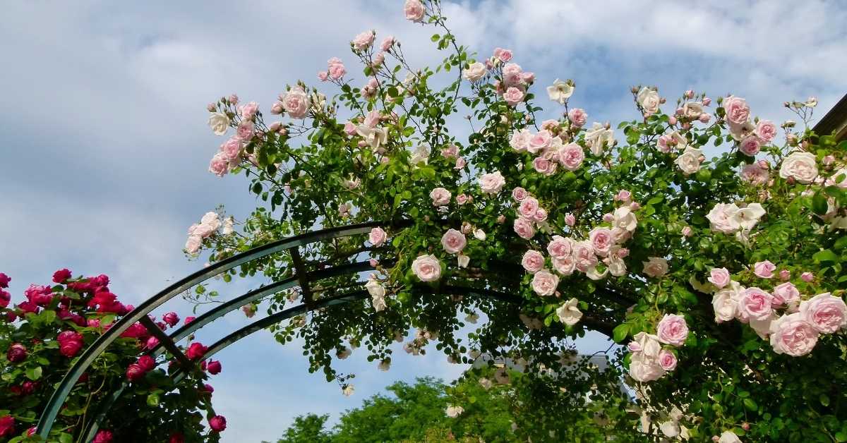 5 Trellis Beauties to Create a Lush Outdoor Space