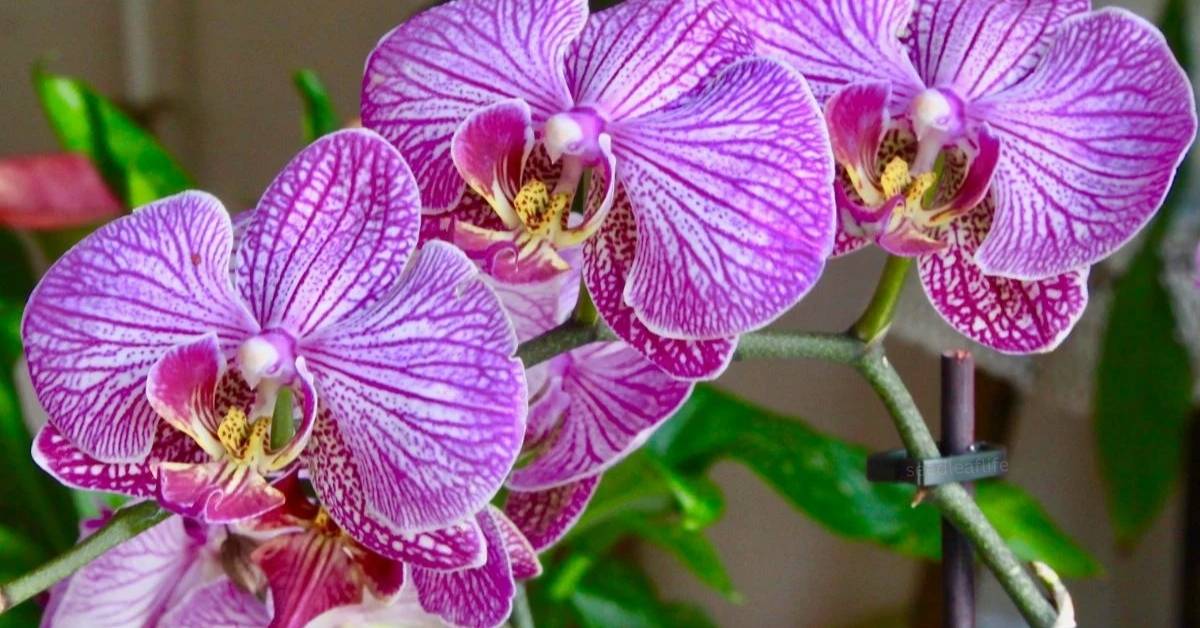 How to Keep Orchids Alive: Common Mistakes to Avoid
