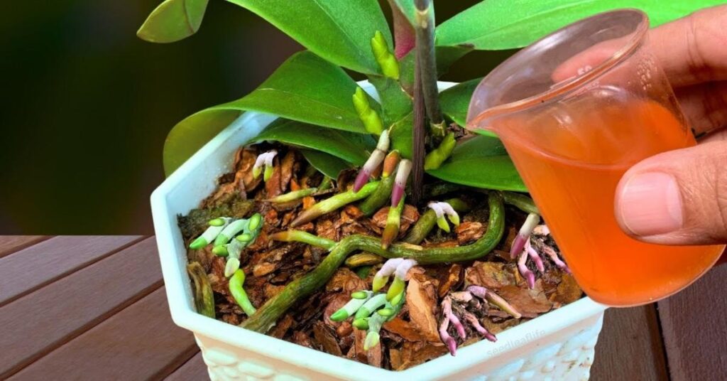 How to Keep Orchids Alive (Best Care Tips)