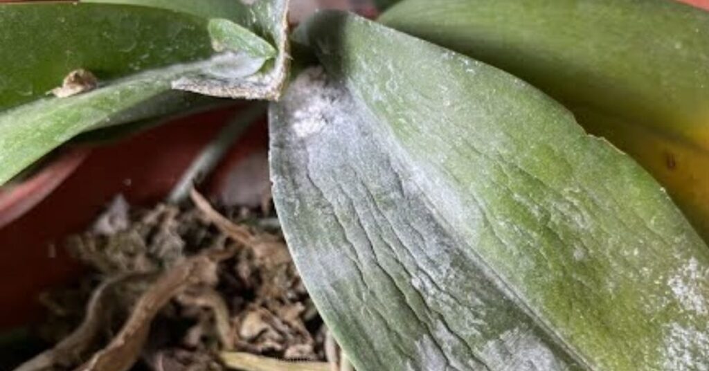 how to keep orchids alive