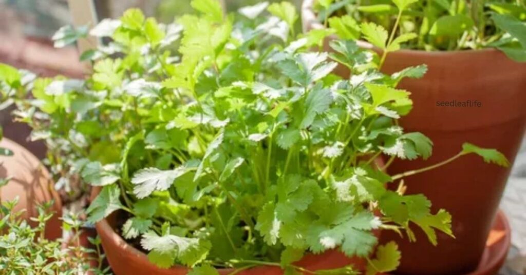 Cilantro is Popular in Home Gardening