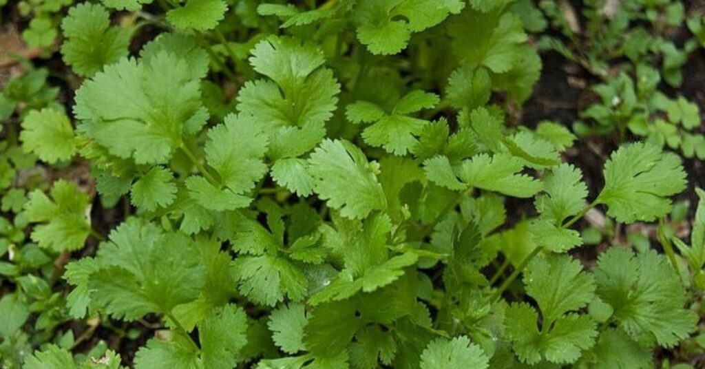 Things You Need to Plant Cilantro at Home