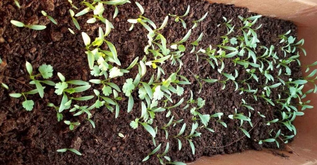 Prepare Cilantro Seeds for Planting
