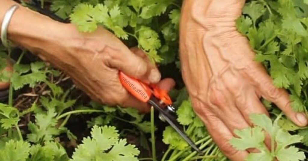 Harvest Cilantro Correctly