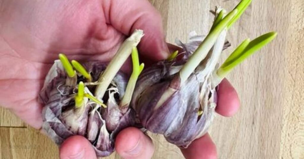 Timing is critical when learning How to Grow Garlic.