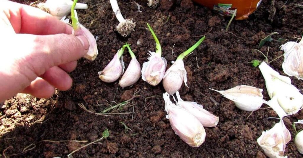 Soil Preparation for Garlic