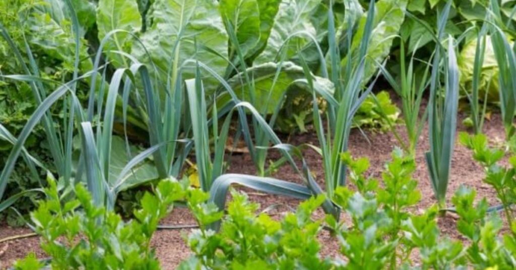 Companion Plants for Garlic