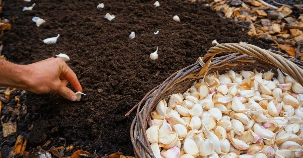 How to Grow Garlic Successfully – Planting to Harvest Guide