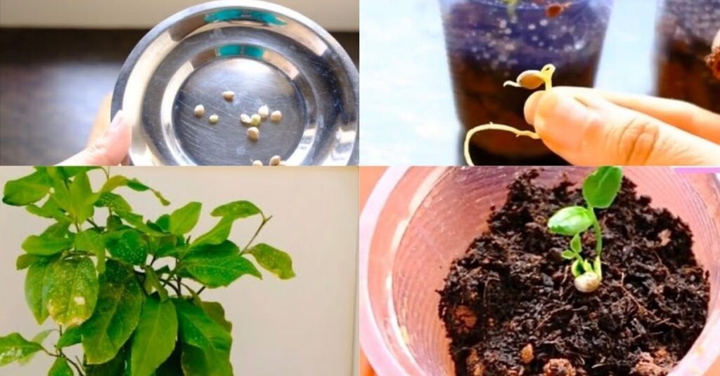  how to plant lemon seeds 