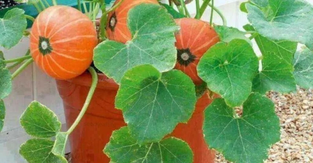 how to plant pumpkin seeds in pots