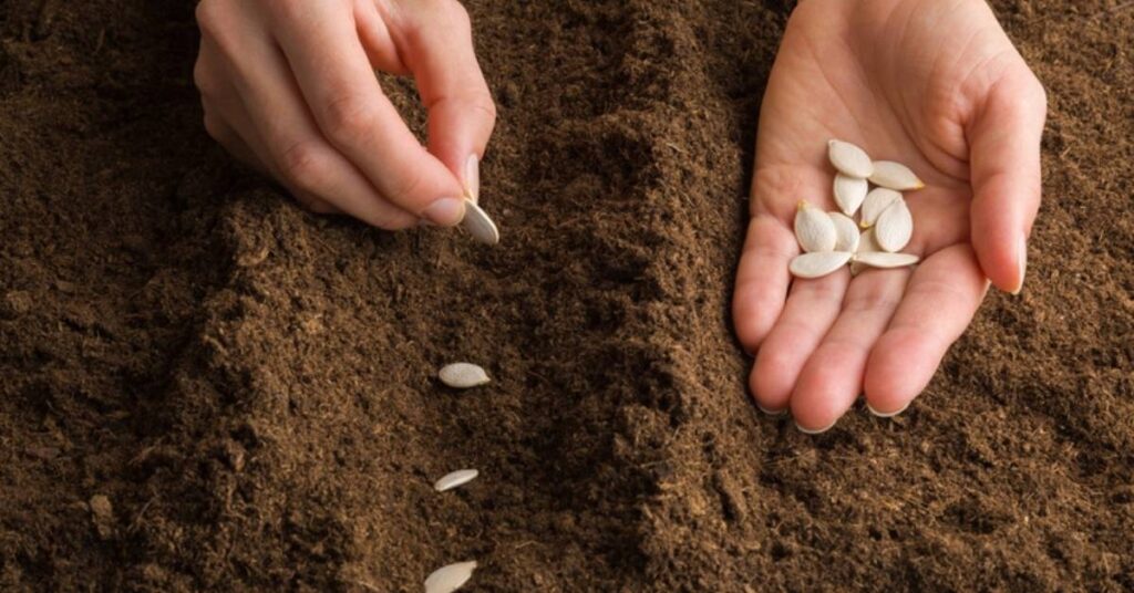 Soil Preparation for Pumpkin Seeds