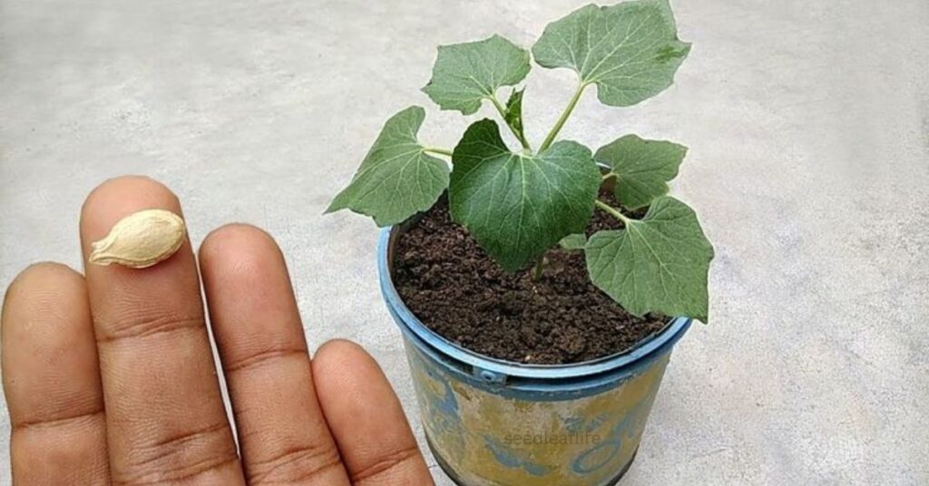 How to Plant Pumpkin Seeds in Pots