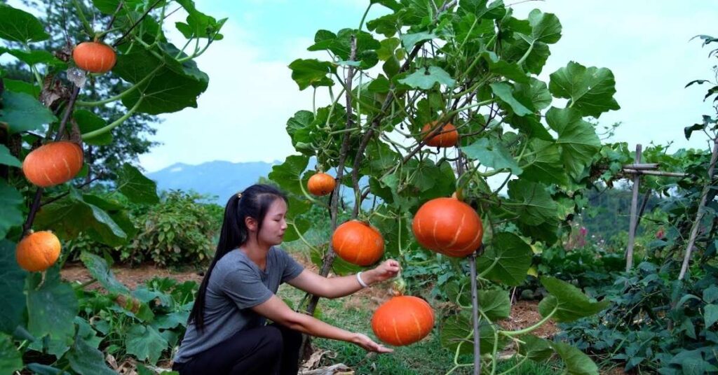 how to plant pumpkin seeds in pots