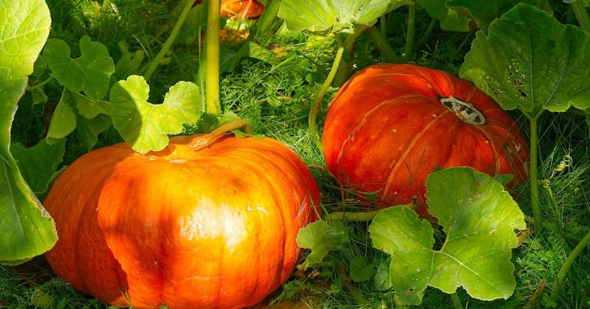 How to Plant Pumpkin Seeds in Pots for Amazing Growth