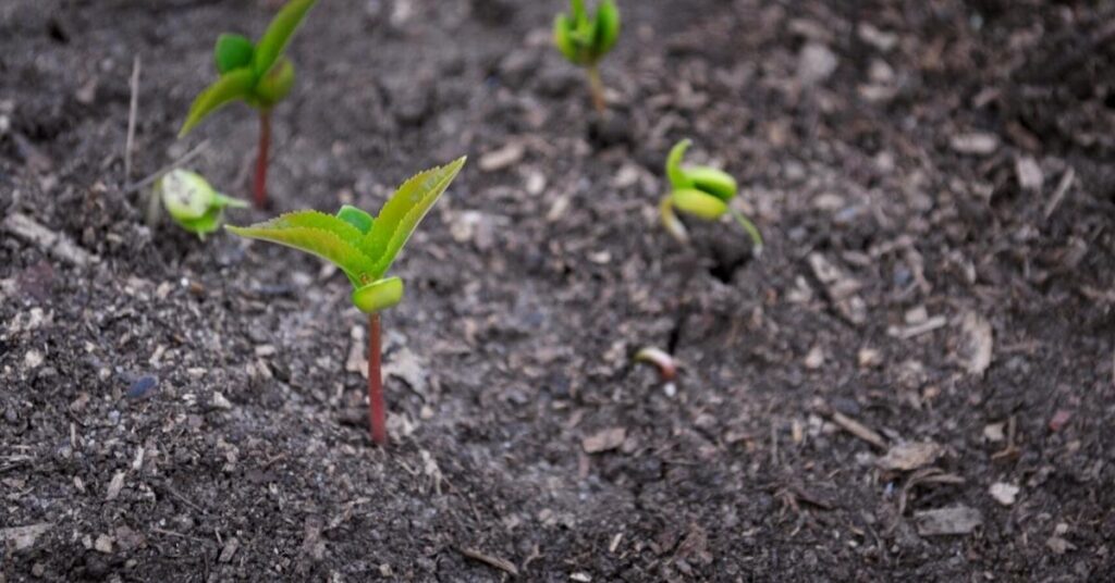 How to Plant Cherry Seeds 