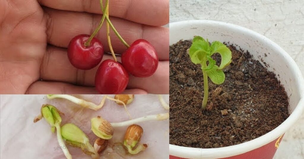 How to Plant Cherry Seeds in Pots