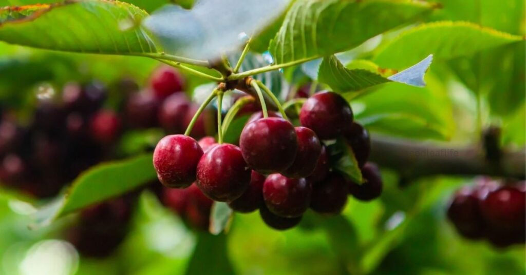How to Plant Cherry Seeds