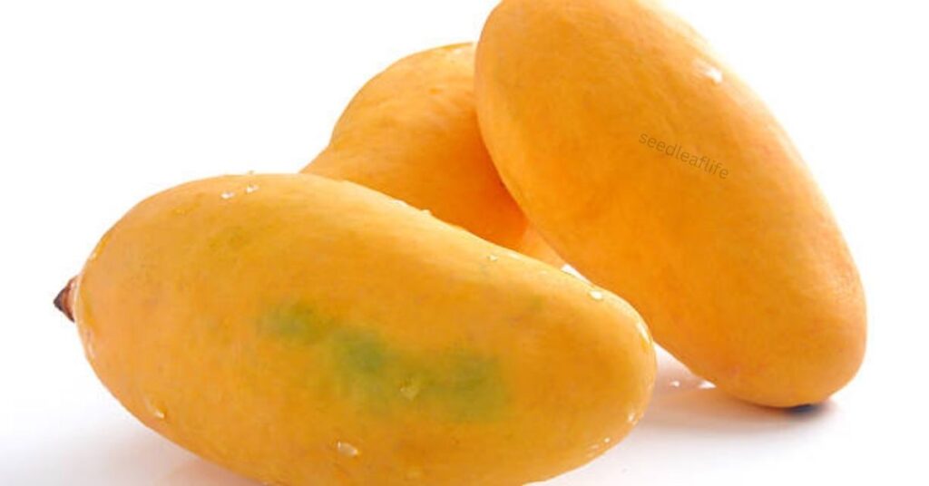 How to Plant a Mango Seed