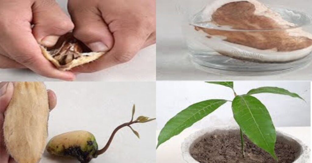 A Mango Seed for Planting