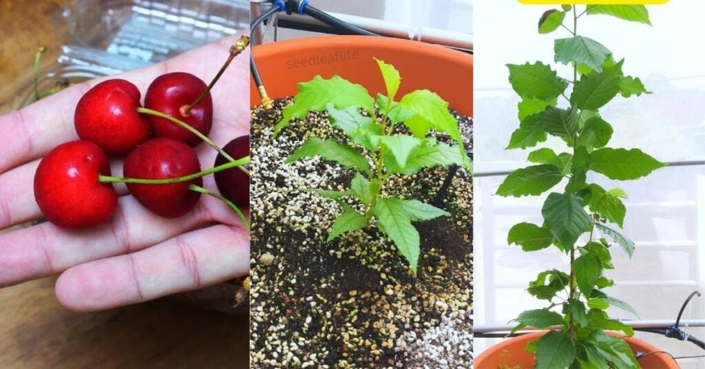 Understanding Cherry Seeds and Their Growth Cycle