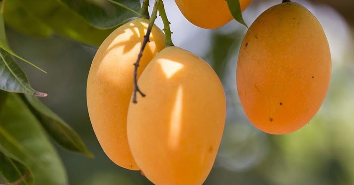 How to Plant a Mango Seed: 5 Step-by-Step Guide