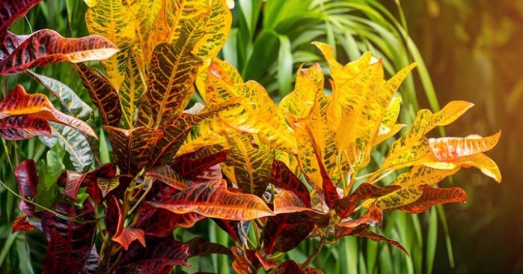 Croton Plant Care