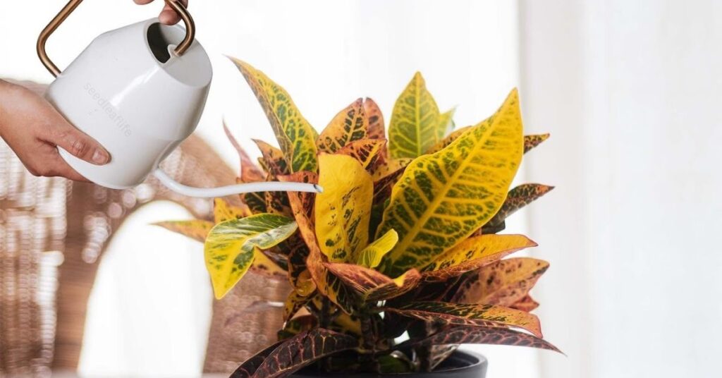 Croton Plant Care