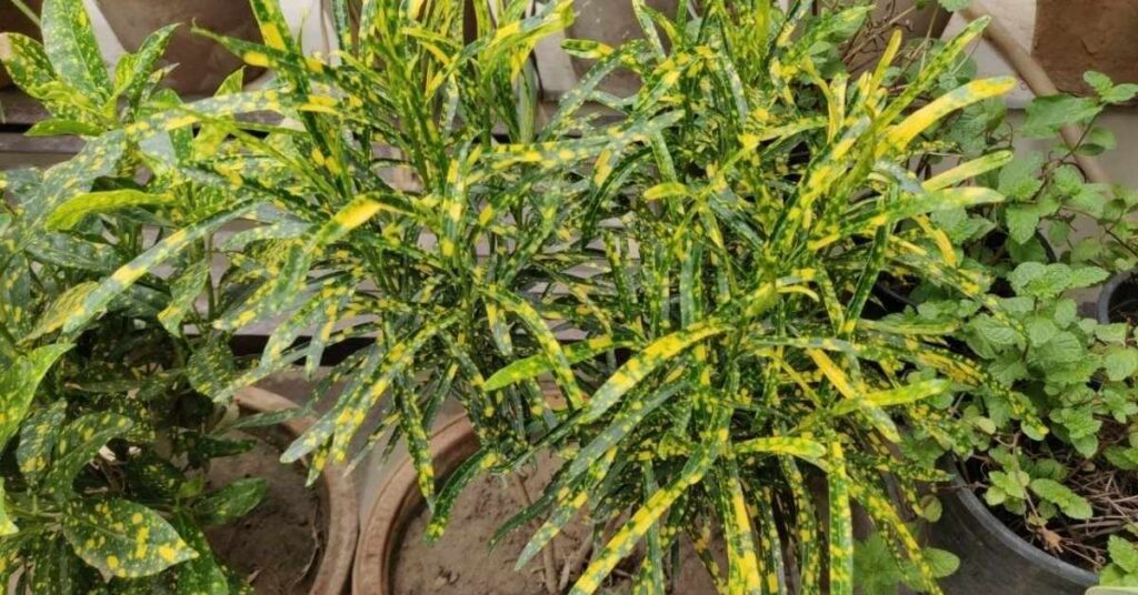 Croton plant care