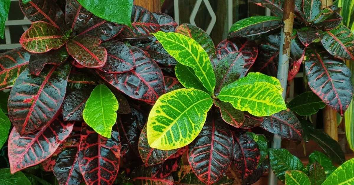 Croton Plant Care: 7 Easy Tips to Grow a Healthy and Colorful Plant