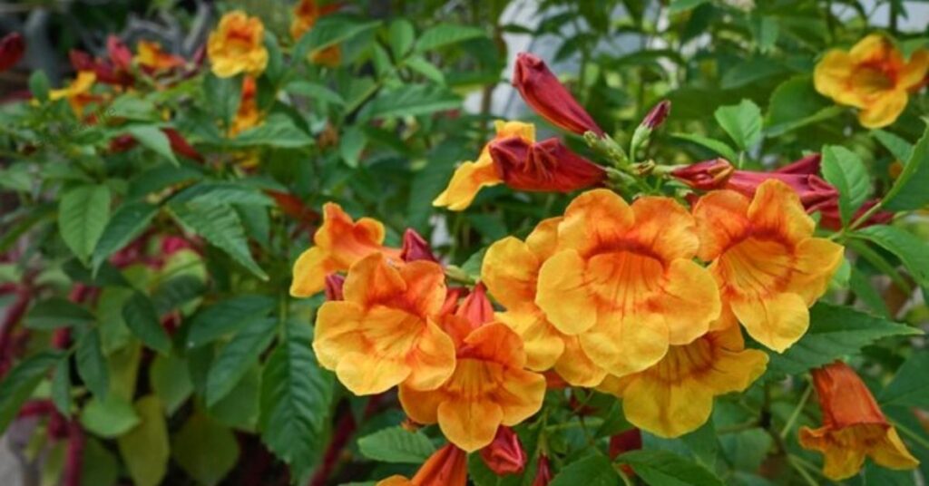 Esperanza Plant vs Similar Plants