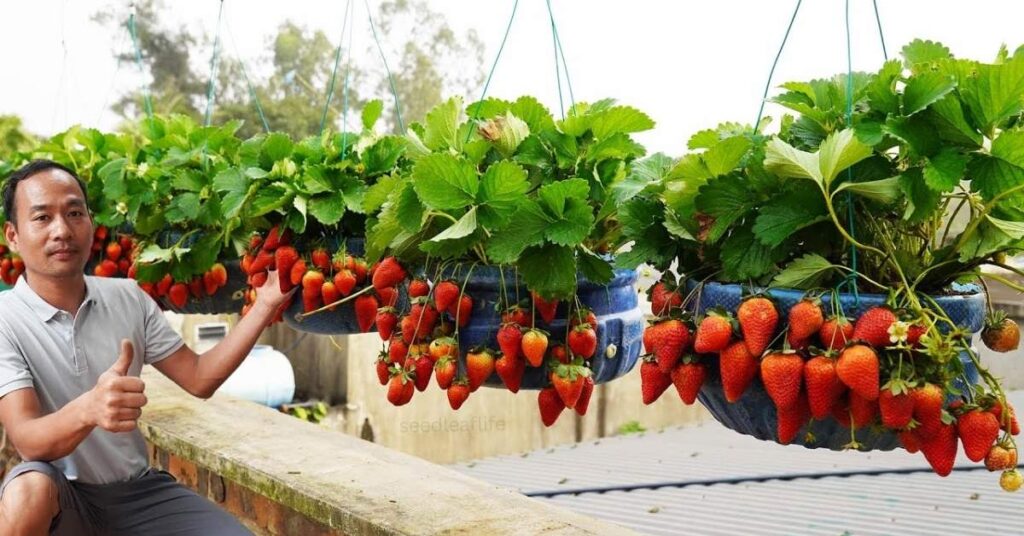how to plant and grow strawberries in containers 
