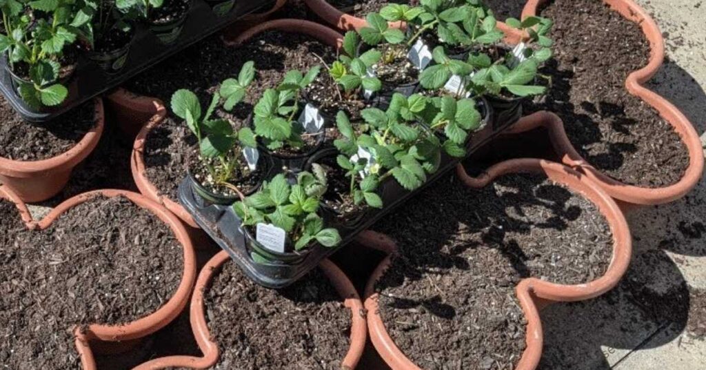 soil preparation is crucial for learning how to plant and grow strawberries in containers 