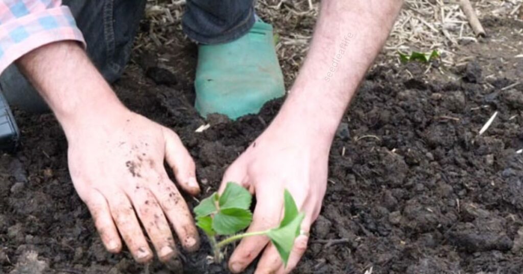 how to plant and grow strawberries in containers