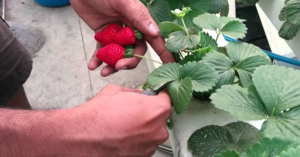 how to plant and grow strawberries in containers 