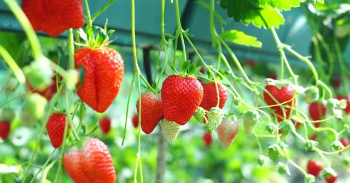How to Grow Strawberries in Containers at Home in 5 Easy Steps