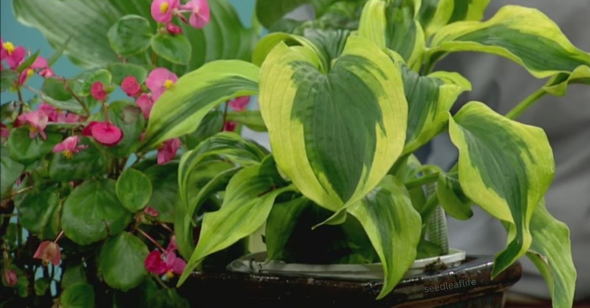 Hostas Plants Care Guide for Beginners and Gardeners