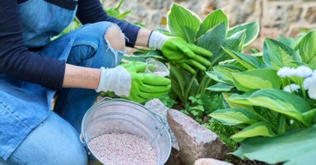 Fertilizing hostas plants