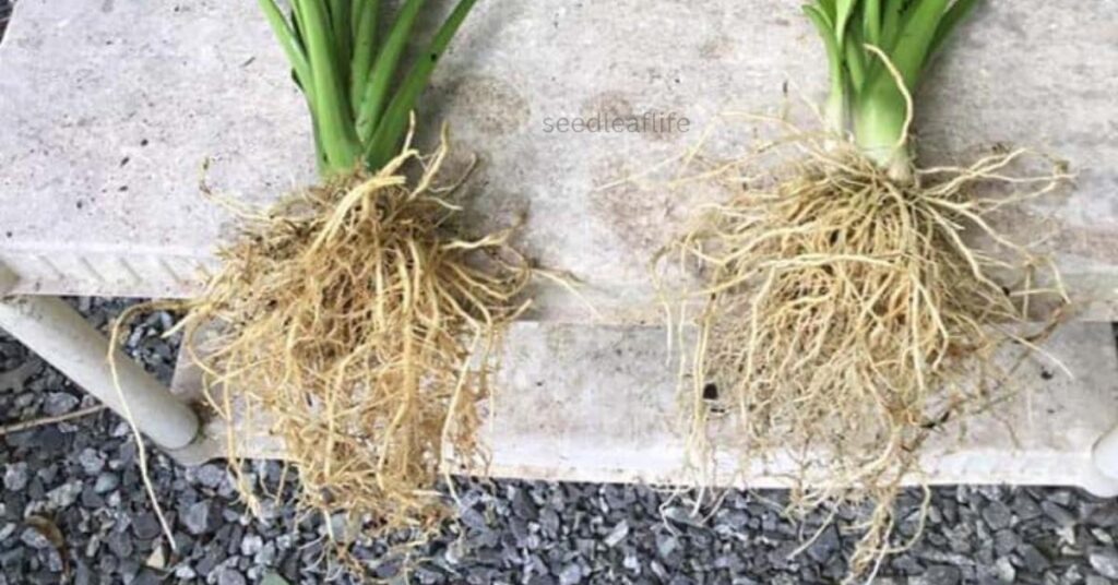 Propagating Hostas Plants